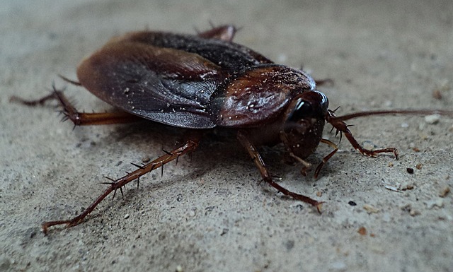 cockroach 70295_640