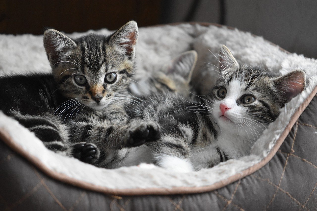 creative cat names for a basket of kittens