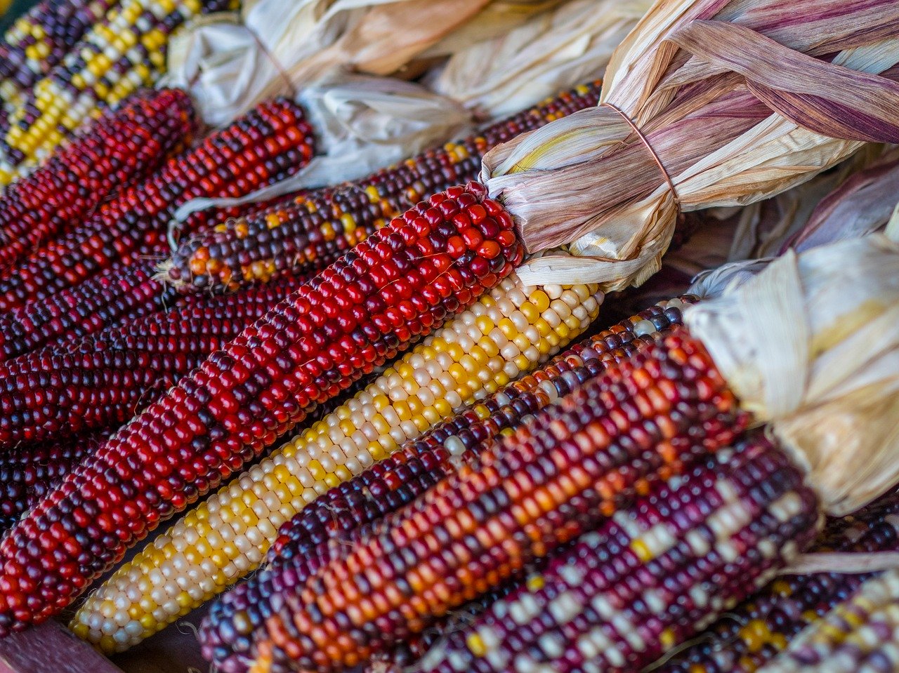 indian corn