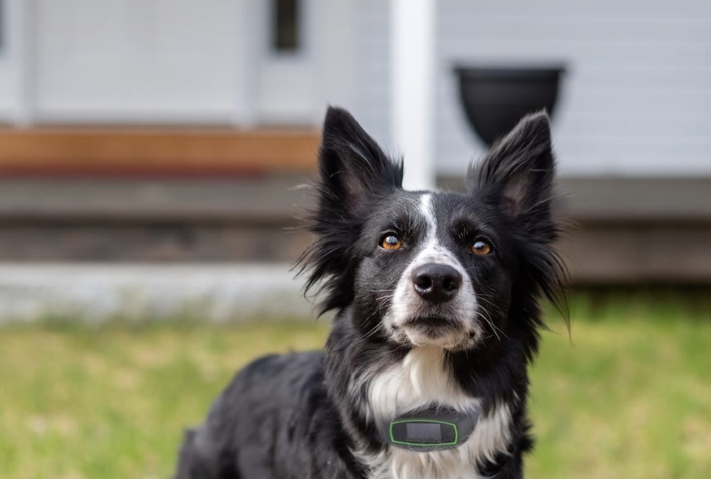 virtual fence fro your dog