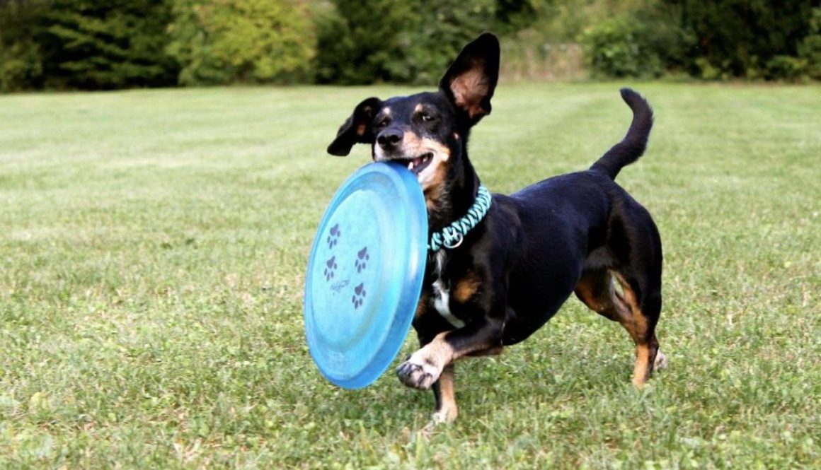 frisbee