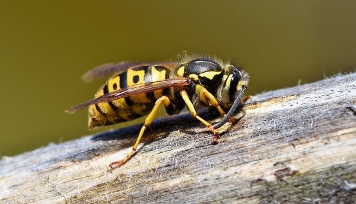 wasp