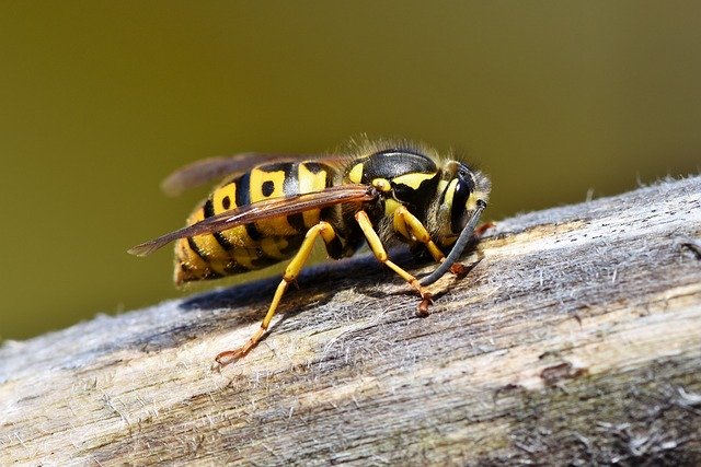 wasp