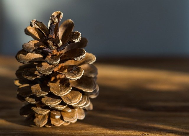 pine cone