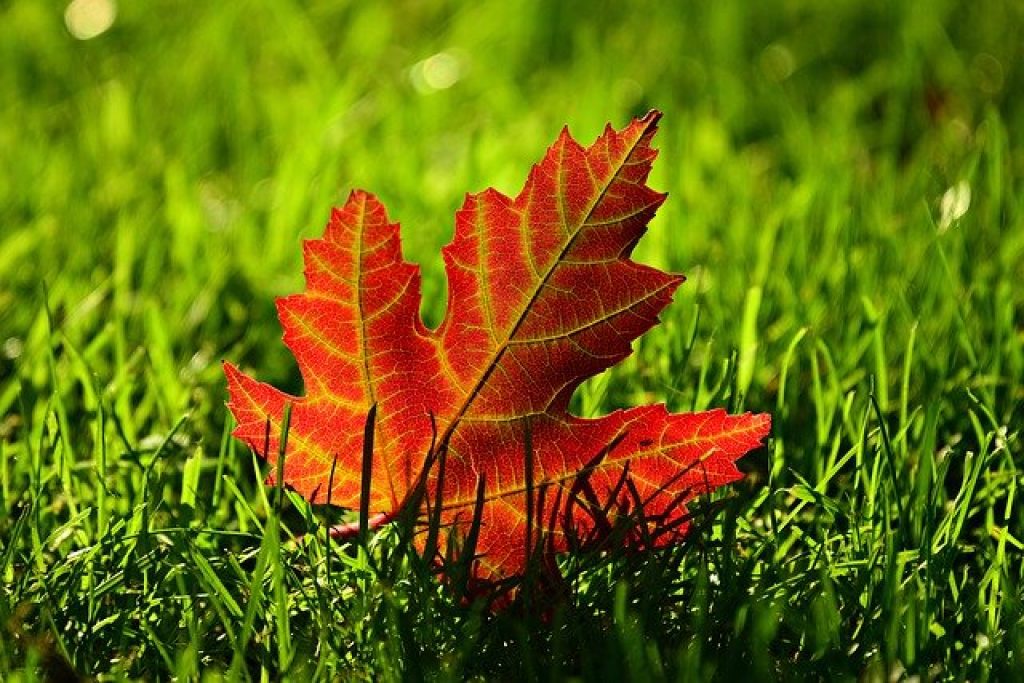 maple-leaf-3680684_640 maple leaf