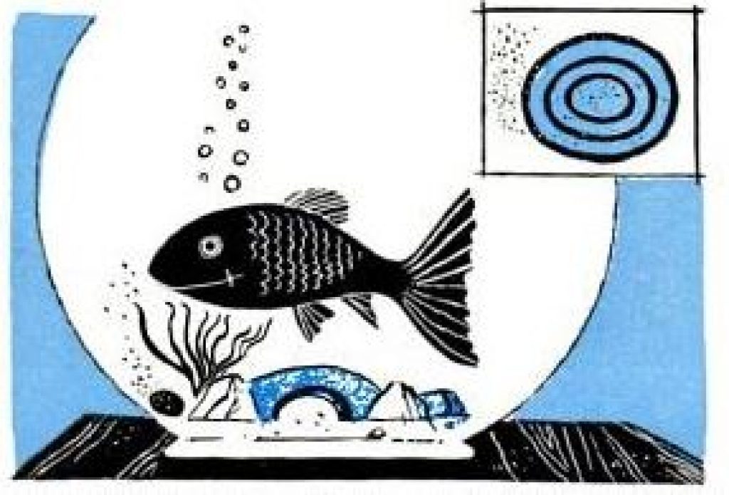 automatically-dispensed-fish-food automatically dispensed fish food