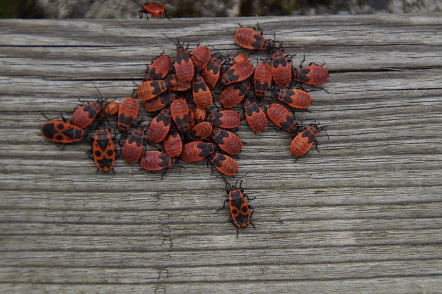 wood-4461059_640 creepy crawlies