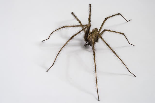 house spider