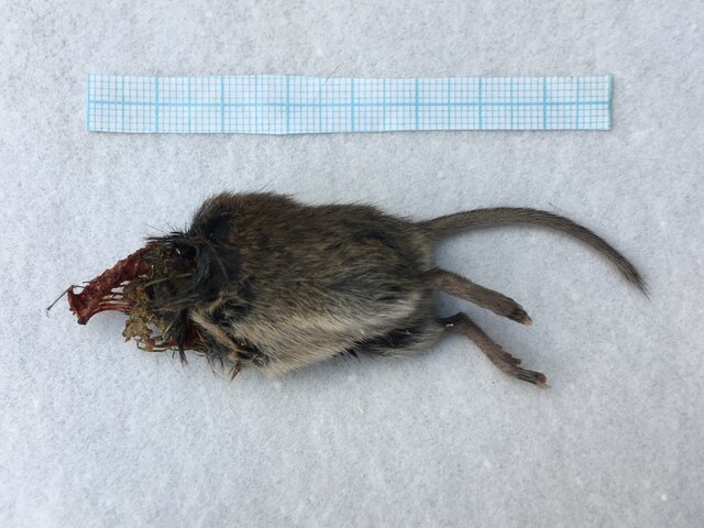 dead-mouse